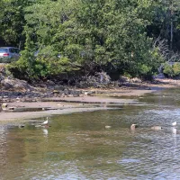 Ankarančani zahtevajo, da Luka Koper očisti mulj z njihovih plaž