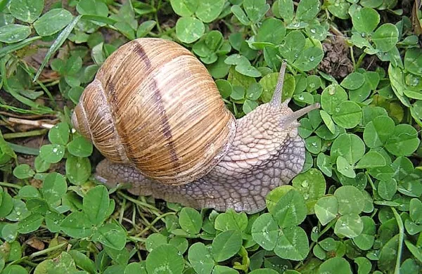 V osmicah v Furlaniji Julijski krajini bodo po novem lahko 
postregli tudi z jedmi iz polžev.  