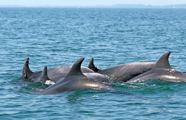 Iz našega morja je društvo Morigenos letos odpeljalo že pet 
delfinjih trupel.