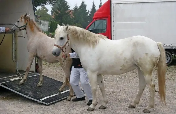 Napadalec je kobili trajno fizično in psihično pohabil. 