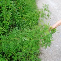  Ambrozijo je treba odstraniti preden cveti, da ne odda 
alergenega cvetnega prahu.