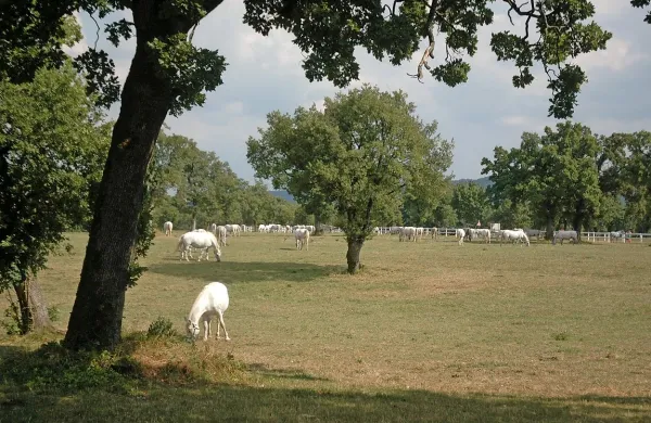 Lipicanci so spet &ldquo;na&scaron;i&rdquo;