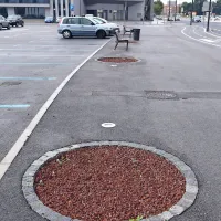 Jeseni bodo v prazne luknje v okolici stadiona, iz katerih so 
izruvali odmrle palme,  zasadili drevesa. Po enem od predlogov menda črne hraste. 