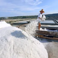 Letos so v Sečoveljskih solinah nagrabili približno 2000 ton 
slanih kristalov. 