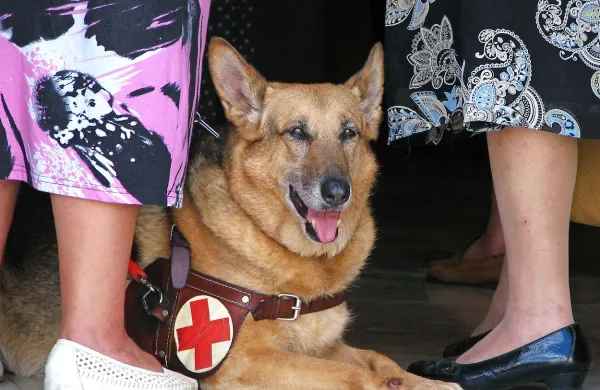 Ena od metod blaženja bolezni je terapija z živalmi, med 
drugim s posebej izurjenimi psmi.  