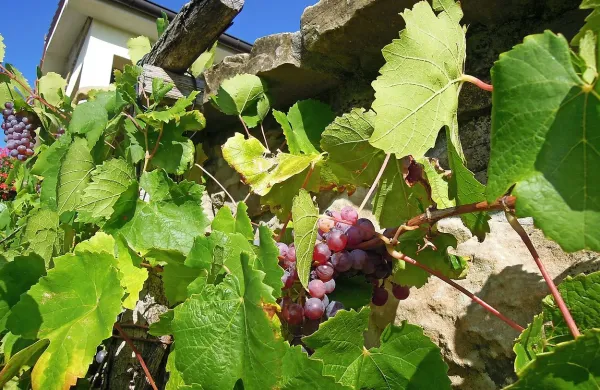 V kraju še ponekod raste tudi plavin, stara sorta grozdja, ki 
mu rečejo tudi malo rdeče, saj daje zelo pitno vino.

