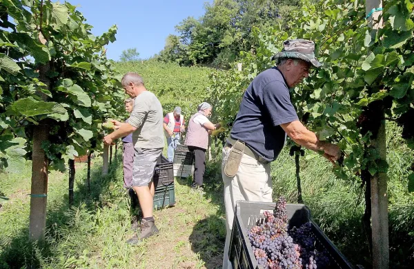 Trgači pravijo, da jim je letos delo v vinogradih v užitek.  