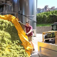 Vinogradniki so dobro organizirani, grozdje prihaja na odkupne postaje (na fotografiji ob kleti na Dobrovem) v dogovorjenem času.   
