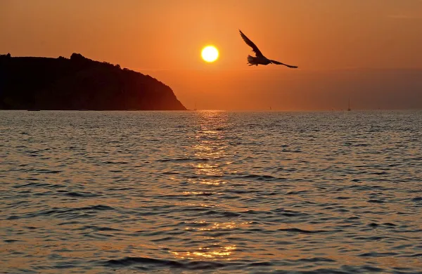 Moj galeb!
