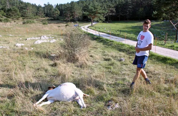 Nika Bajca (na fotografiji) in Matijo Velikonjo  je  na Nanosu pričakal žalosten prizor - volčja 
družina jima je razmesarila 15 koz.