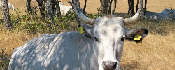 Boškarin