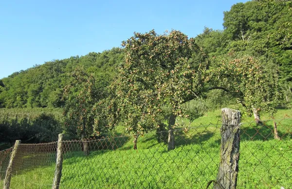 Brkinske jablane so letos izjemno dobro obrodile. Žal za 
jabolka z visokodebelnih travniških jablan, ki niso škropljena, 
kupci premalo povprašujejo, zato jih mnogo predelajo v kis ali 
sok.  