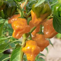 Pekoče paprike privlačijo ne le s svojo jakostjo, temveč tudi z  živahnimi barvami ter z zanimivimi oblikami in imeni. 
Levi primerek iz rastlinjaka Gorki chili je srednje pekoči jamaican hot yellow, desni pa blagopekoči brazilian 
starfish.
