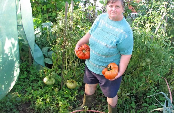 Za rekorderja med paradižniki in ostale plodove na vrtu skrbi 
gospodinja Dragica.
