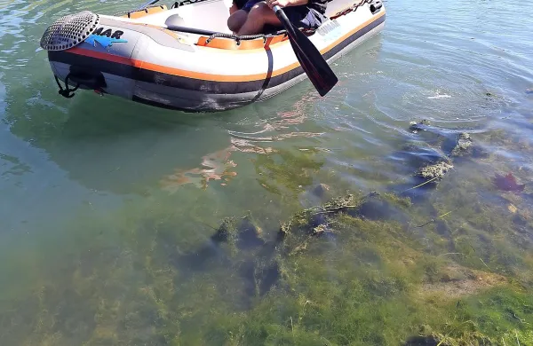 Ekipa Službe za varsvo obalnega morja je poginule ribe že 
odstranila.
