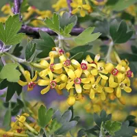 Fourberries cveti kot forzicija.