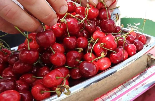 Intenzivni sadovnjaki so postregli s 1463 tonami češenj, kar je 
49,3 odstotka več kot lani.