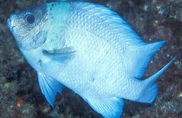 Nova Zelandija bo na območju otočja Kermadec v Tihem 
oceanu razglasila velik morski rezervat v velikosti Francije, je 
napovedal novozelandski premier John Key. Novozelandske 
oblasti bodo tako zaščitile eno najbolj prvobitnih oceanskih 
okolij.