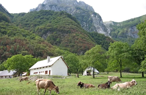 Kako bo med zaporo možen dostop  do planine Polog, kjer 
bodo krave pasli še do 20. oktobra, in tudi za lovce, se morajo 
še dogovoriti. 