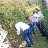Za Fabianijev vinograd skrbi družina Štoka, zato je Primož  
Štoka  nadziral tudi prvo trgatev pikolita.
