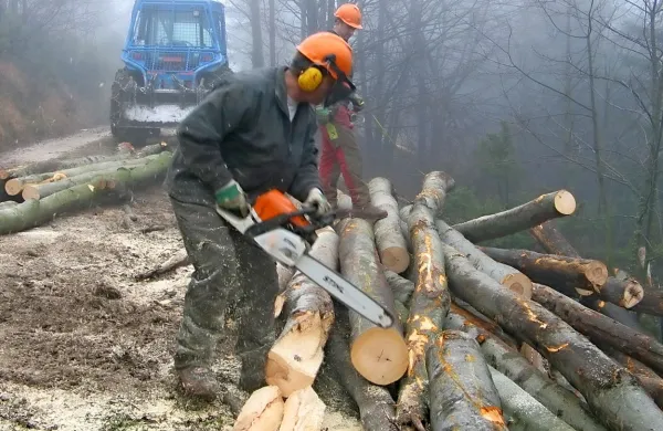 Vrednost proizvodnje gozdarske dejavnosti se je v letu 2014, 
v katerem je večji del Slovenije prizadel žledolom, precej 
povečala.