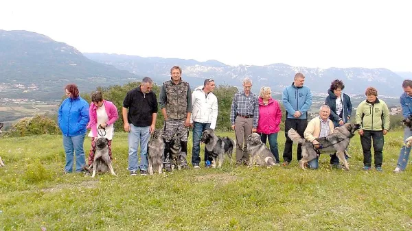 Kra&scaron;ki ovčar - bogastvo, ki ga je treba negovati