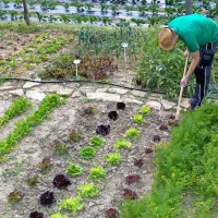 Zimske radiče in solate lahko še enkrat okopljemo in kasneje 
pred zimo zaščitimo s koprenami.
