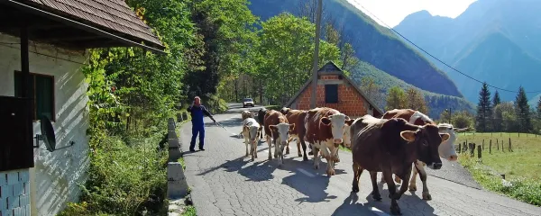 Kravja čredica koraka