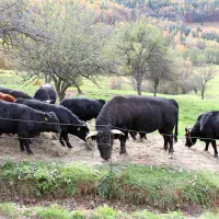 Delo akademskega kiparja Janeza Boljke je po stečaju Mipa 
leta 2009 našlo novega lastnika v začetku tega leta. 