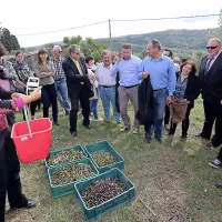 Kakovostna, a bolj pičla letina