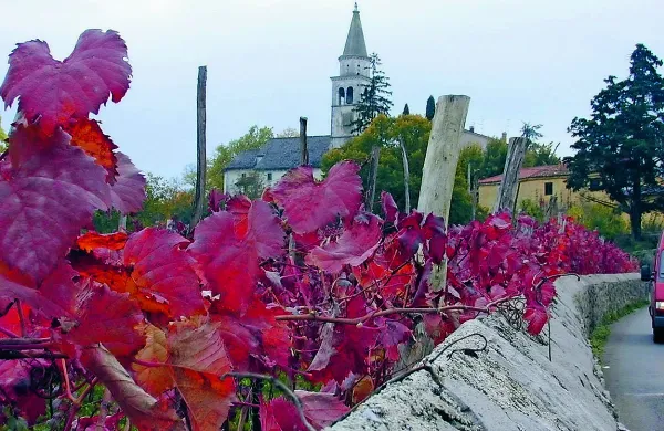    Iz  vinogradov mora v klet grozdje, ki bo dalo dovolj kakovostno vino za znamko teran.
