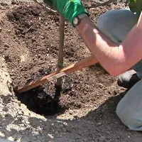 Sadilna jama naj bo široka od  50 do 60 cm in globoko vsaj 50 
cm. 