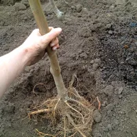 Pred sajenjem korenine lepo razporedimo in jih nato zasujemo z drobno zemljo.