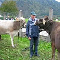 Telica Šarma  (desno), ki  jo je zredil Franc Rutar,  je očarala 
poznavalce plemenske živine.