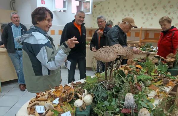 Še številčnih dežnikaric spremenjene razmere na travnikih ob 
gozdovih očitno ne motijo, pač pa je v idrijskih gozdovih vse 
manj gob. 