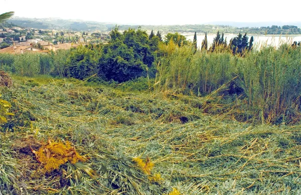 Ker so kanele zrasle že čez balkon hiše Vinka Piška in mu 
povsem zakrile pogled, se jih je odločil sam posekati. 