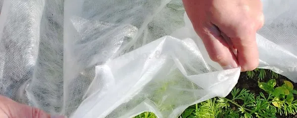 S koprena zaščitimo vrtnine pred slano in mrazom.