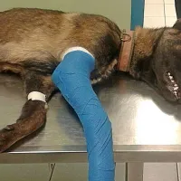 Najprej se je spravil na psa, pasme malinois, ki mu je zlomil 
ramo in nogo ter ga nato zaprl v zajčo kletko. Pes se bori za 
življenje.