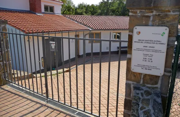 Občine Koper, Izola in Piran so se vendarle odločile  pripraviti skupni javni razpis za izbiro  
upravljalca obalnega zavetišča za živali.