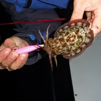 Prva sipa je napadla roza  ribico že po 20 sekundah.