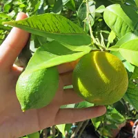 Na isti veji druga ob drugi zorita limona in “limondrina”. 