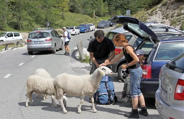 Ne le vozila, tudi  živali delajo gnečo in so hkrati zanimivost  na 
cesti čez Vršič.  