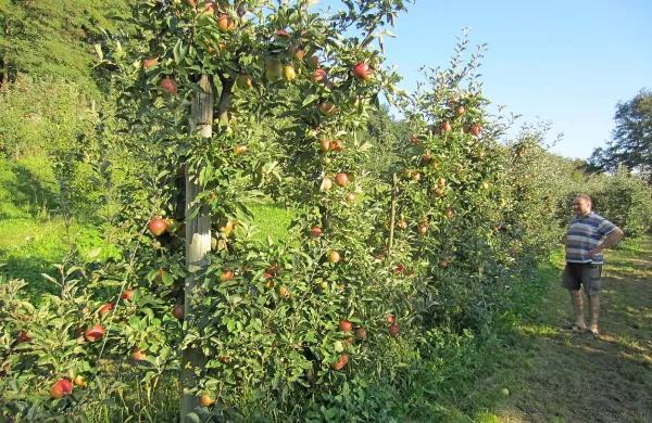 Da se v Brkinih splača vzpodbujati sadjarstvo in mu nadeti blagovno znamko, dokazuje tudi 
letošnja obilna letina jabolk.  Z njo je zadovoljen tudi  Damjan Marsič iz Slop, ki  ima jablane  sort 
zlati delišeš in idared.

