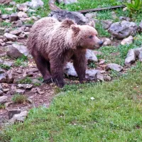 S projektom Life Dinalp Bear naj bi ljudem z različnimi ukrepi  
pomagali ublažiti posledice konfliktov z medvedi.