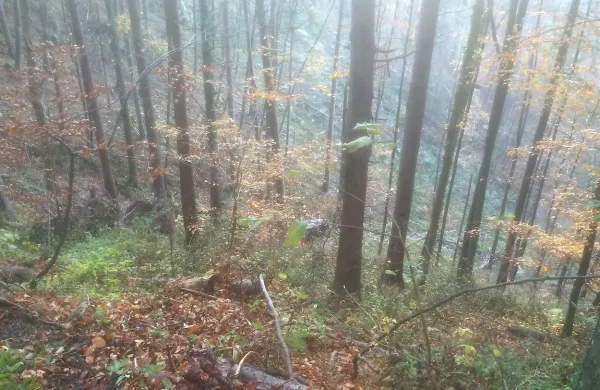Mladi voznik je le nekaj sto metrov pred domom zapeljal s 
ceste med drevesa. 