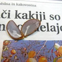 Oblika v semenu strunjanskega kakija napoveduje obilo 
snega, meglo in dež.