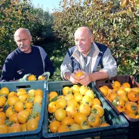 Silvano Knez (levo) in Gianfranco Giassi sta z letošnjo letino 
kakijev zelo zadovoljna.  