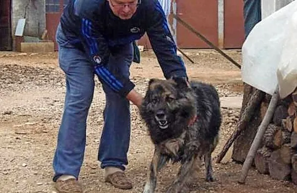 Medo se je zaradi lajanja, ki moti sosedo, znašel na sodišču.