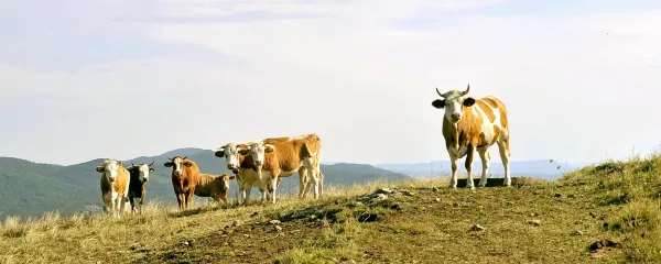 Celovit nadzor prireje in predelave je dandanes na tako visoki 
ravni, da slovenskemu mesu lahko zaupamo, je prepričana 
Marija Merljak.