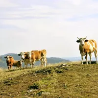 Celovit nadzor prireje in predelave je dandanes na tako visoki 
ravni, da slovenskemu mesu lahko zaupamo, je prepričana 
Marija Merljak.